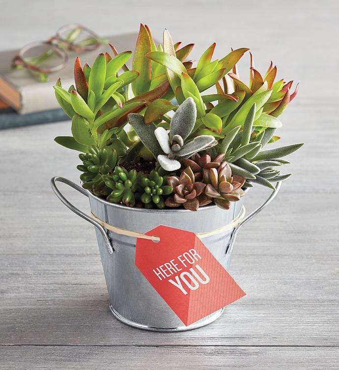 “Here for You” Succulents