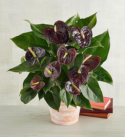 6" Purple Anthurium