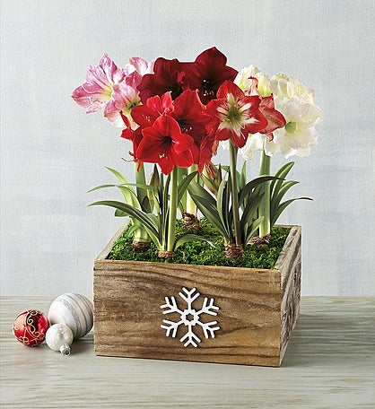 Grand Amaryllis Centerpiece