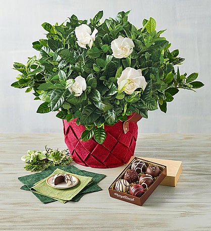 Holiday Gardenia with Truffles Gift