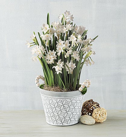 Paperwhites Bulb Garden in Gift Box