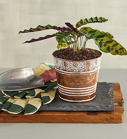 4" Rattlesnake Plant