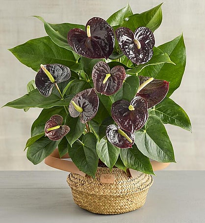 6" Purple Anthurium