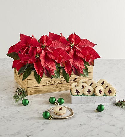 Poinsettia Duo with Cookies