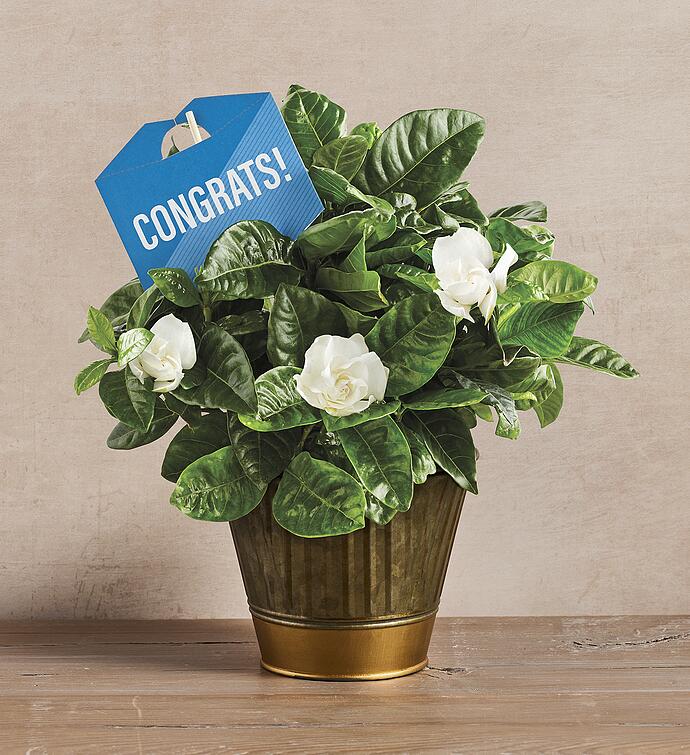 "Congratulations" Gardenia