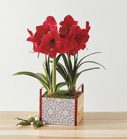 Red Lion Amaryllis - Double