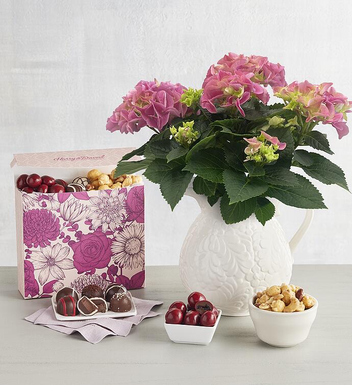 Hydrangea Pitcher Gift
