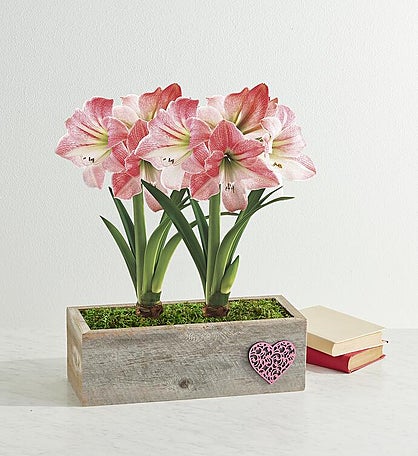 Valentine's Day Apple Blossom Amaryllis Double