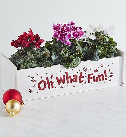 Holiday Cyclamen Gift