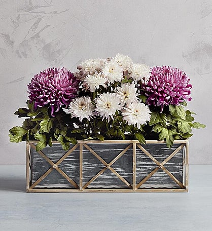 Spring Mums Plant Gift Trio