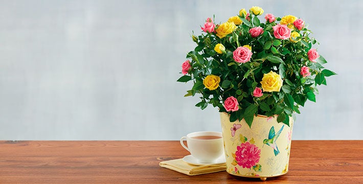 Show Friends And Loved Ones How Much You Care With Spectacular Flowers Show Friends And Loved Ones How Much You Care With Spectacular Flowers
