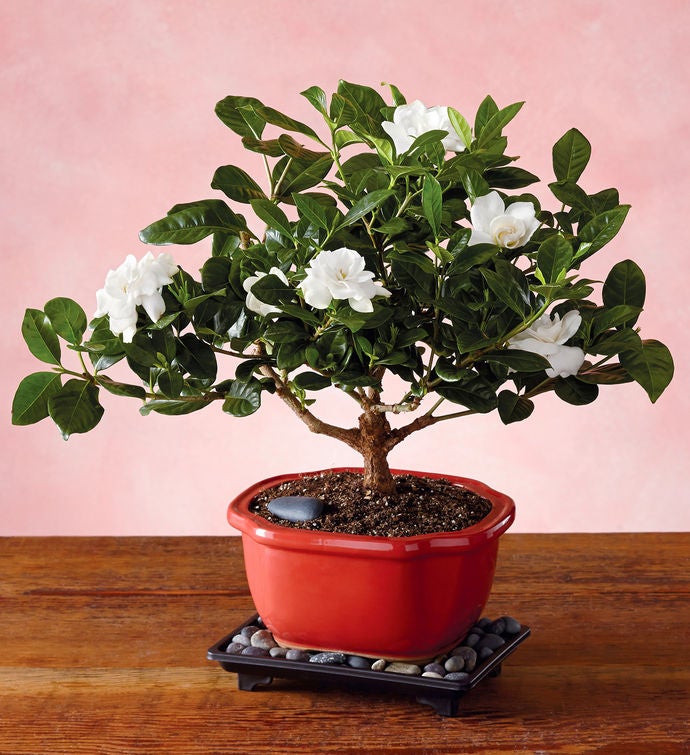 Gardenia Bonsai Tree Gift | Bonzai Trees for Sale | Harry & David