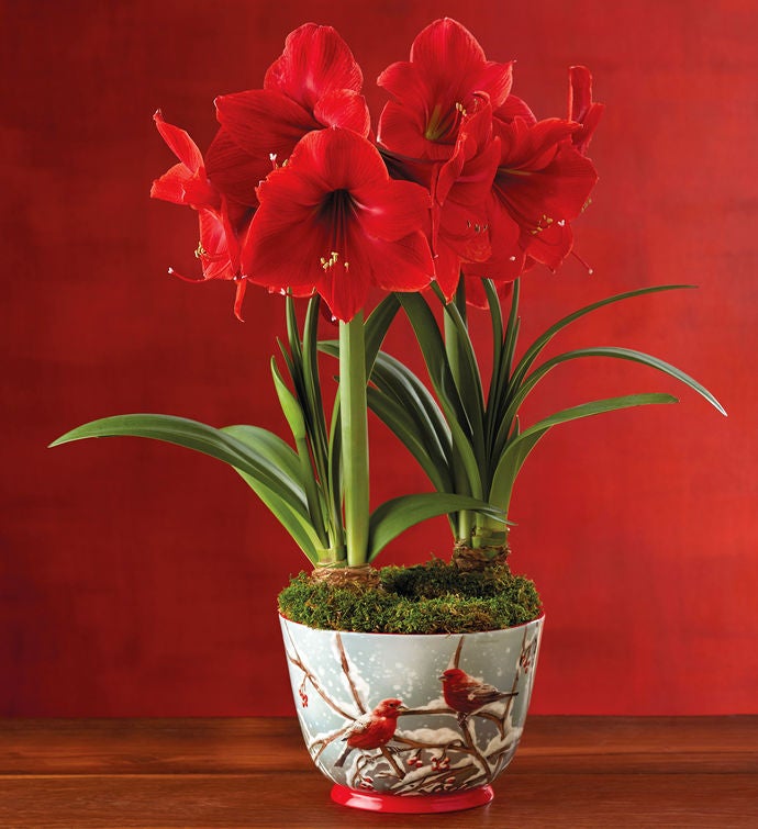 Amaryllis Gifts | Amaryllis Flower Bulbs | Harry & David