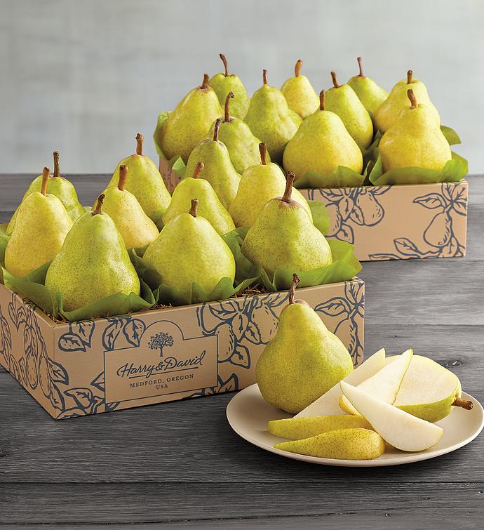 Fall Bartlett Pears Duo