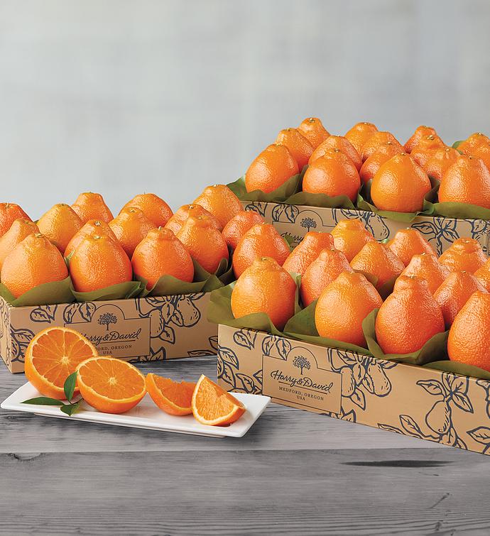 Cushmans Florida HoneyBells  Three Trays