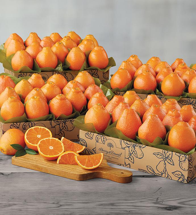 Cushmans Florida HoneyBells  Four Trays