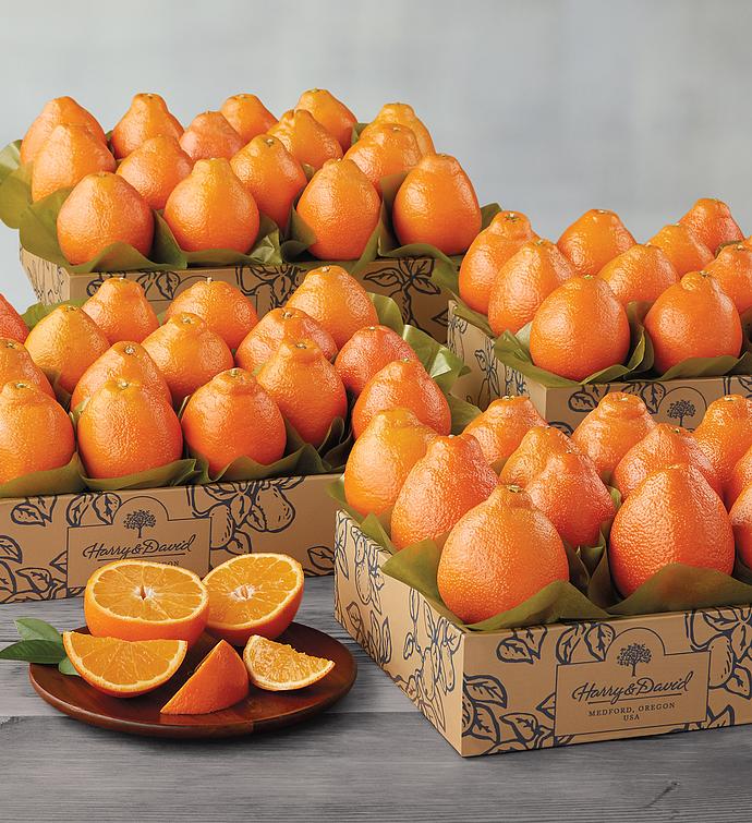 Western HoneyBells  Four Trays