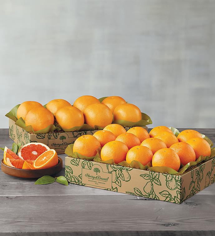 Navel Oranges and Grapefruit  Two Trays