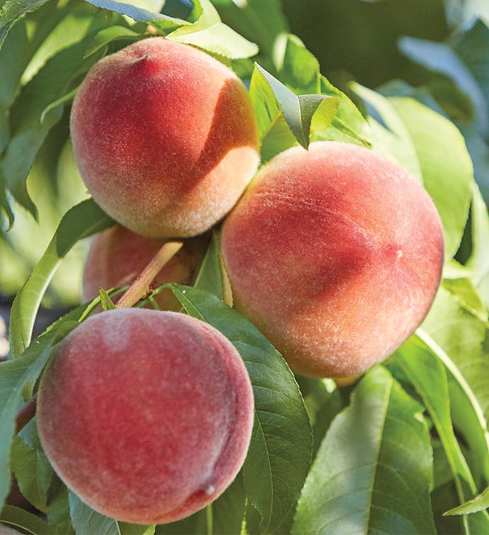 Early Harvest Peaches