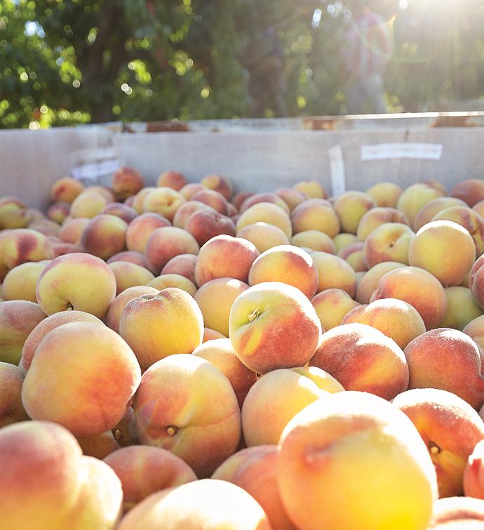Organic Oregold® Peaches