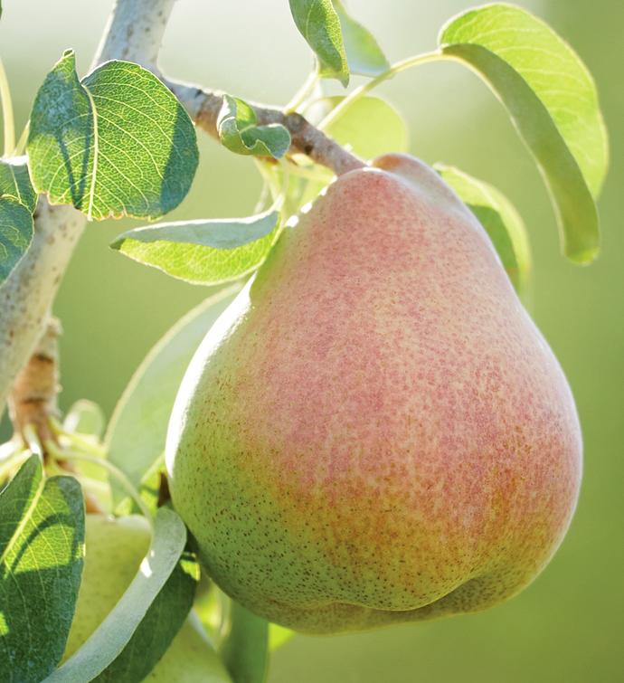 The Favorite Royal Riviera Pears Fruit Delivery Harry & David