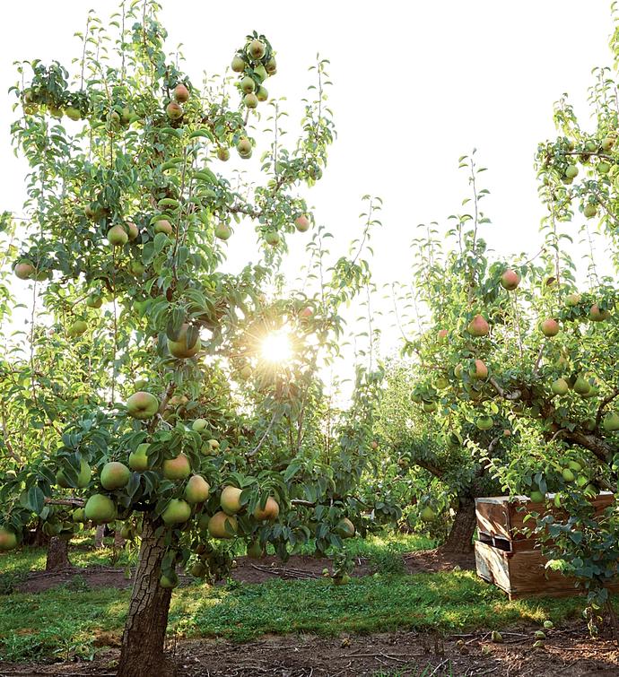 Two Boxes of The Favorite® Royal Riviera® Pears