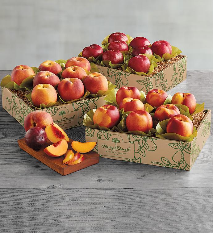 Triple Treat™ Grand Summer Fruit
