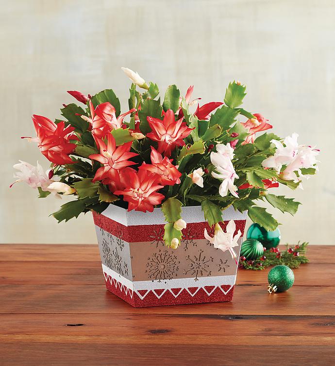 christmas cactus harry david christmas cactus harry david