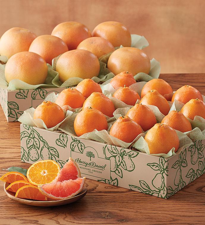 HoneyBells and Red Grapefruit  Two Trays