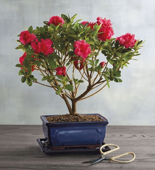 Azalea Bonsai Tree Gift Bonzai Trees for Sale Harry & David