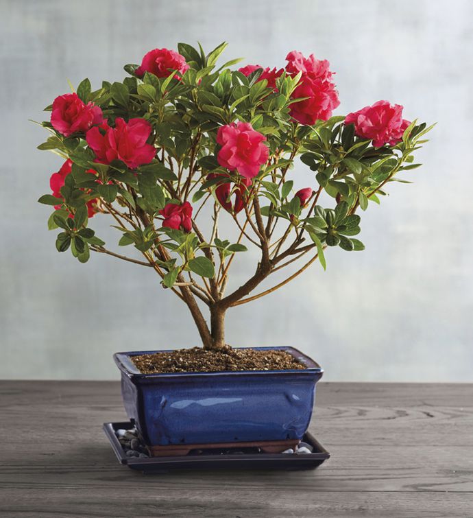 Azalea Bonsai Tree Gift | Bonzai Trees for Sale | Harry ...