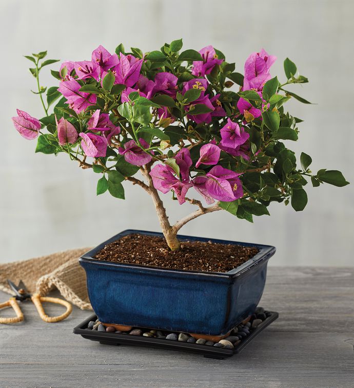 Exotic Green Diwali Gift Combo of Live Ficus Bonsai Plant in Handglaze –  ExoticGreen