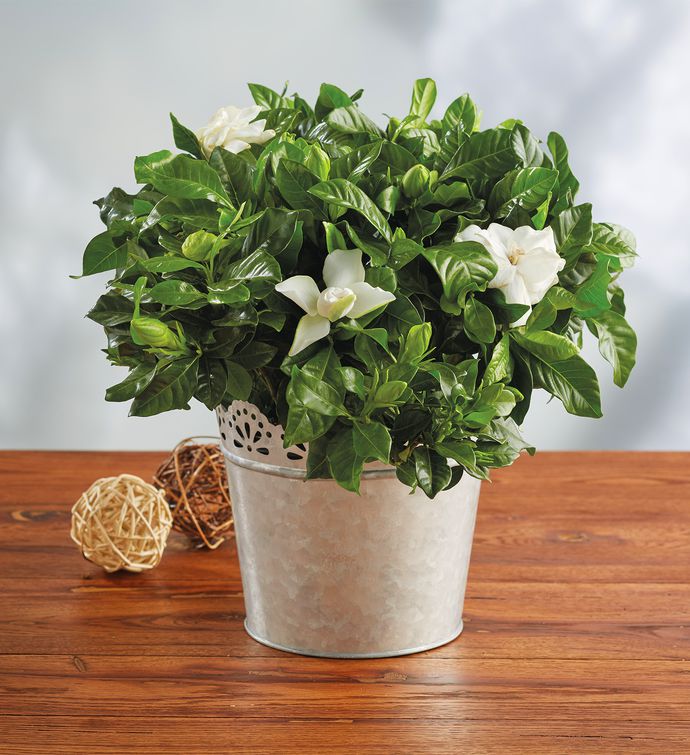 Plants: Flowering Plants & Indoor Plant Gifts | Harry & David