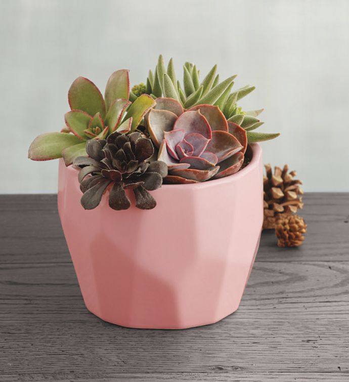 Succulents in Pink Geometric Pot
