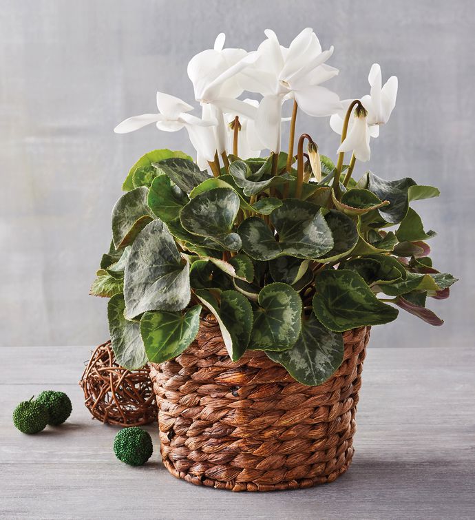 White Cyclamen in Hyacinth Basket