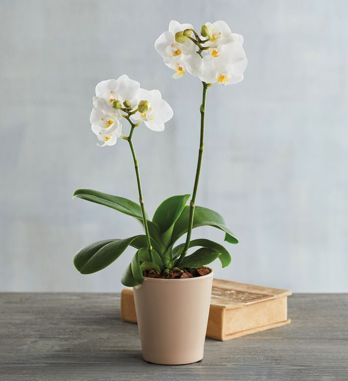 3" White Orchid