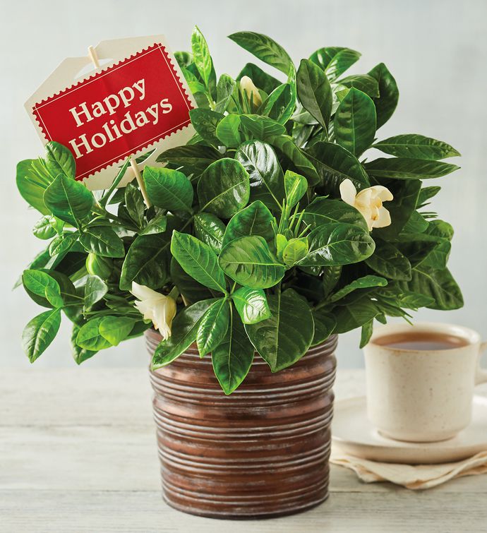 Happy Holidays Gardenia