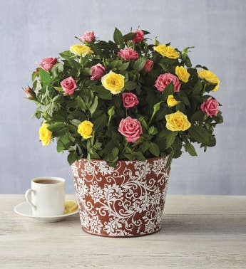 rose bouquet miniature roses harry david harryanddavid