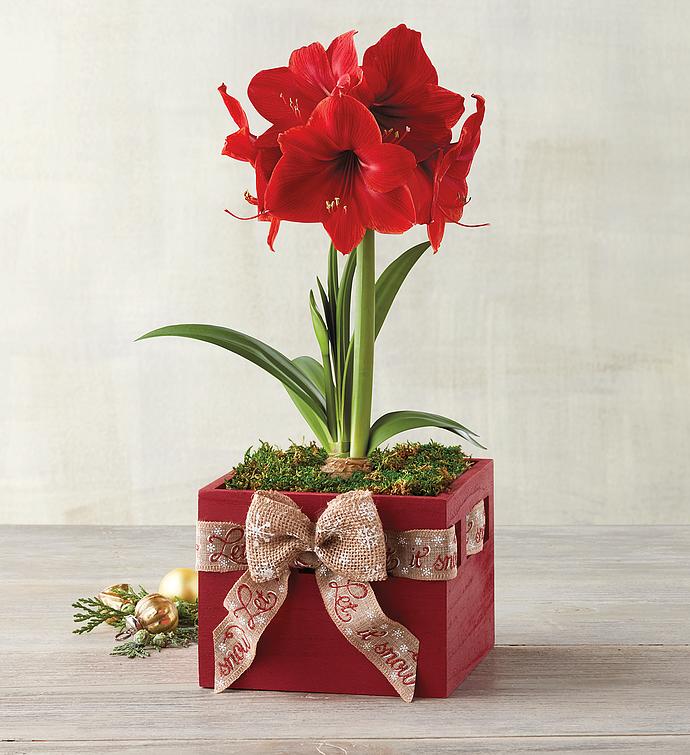 Red Lion Amaryllis Single