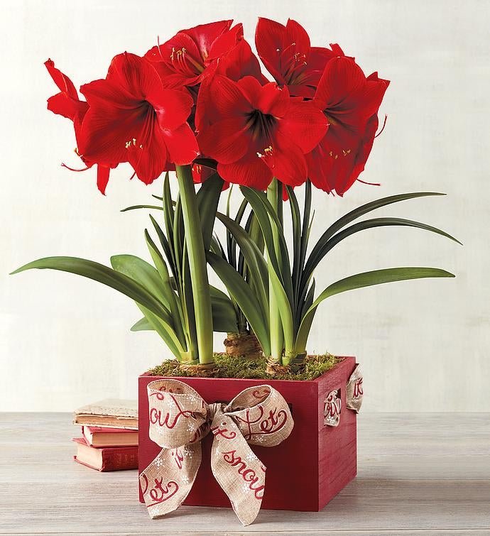 Red Lion Amaryllis Triple