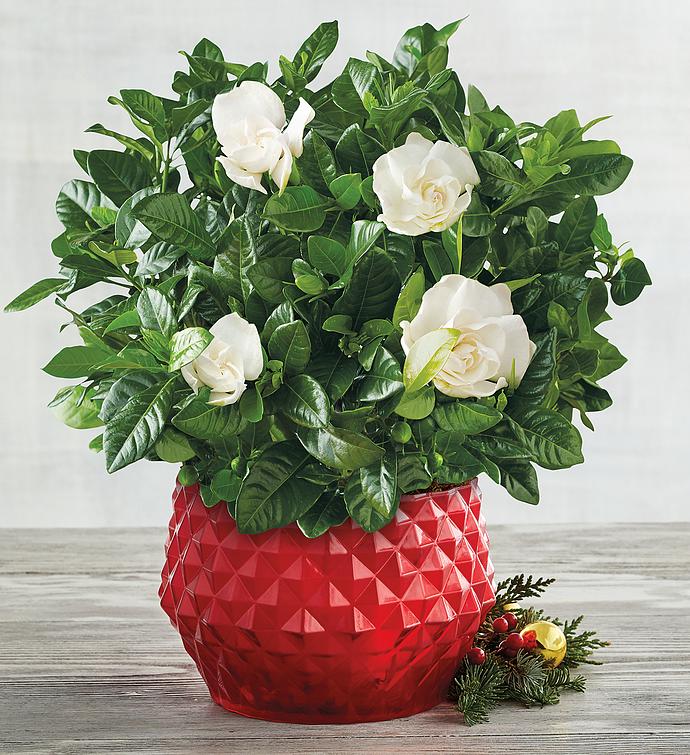 Everblooming Gardenia