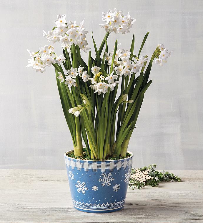 Paperwhites Gift