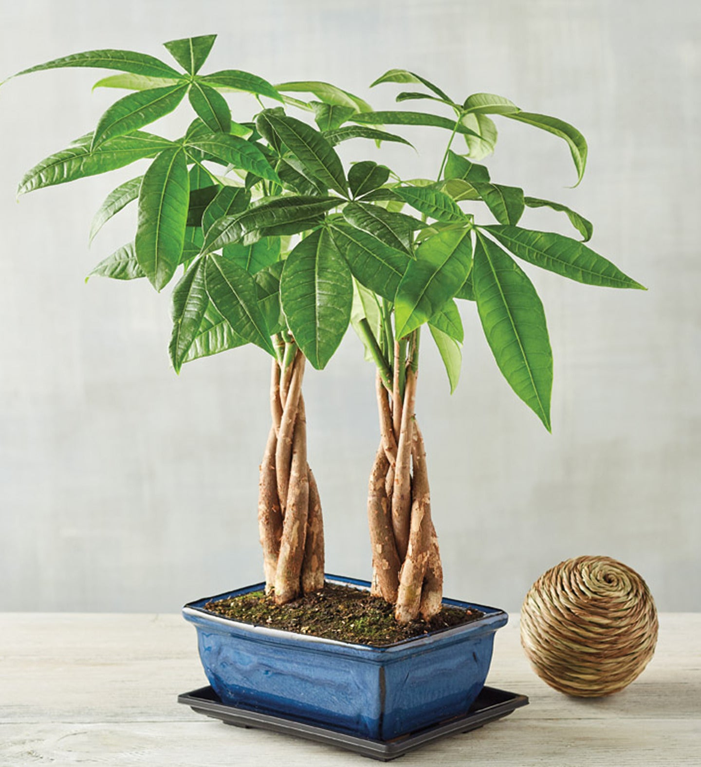 Plants Make Great Gifts | Lively Root