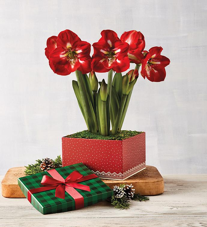 Candy Cane Amaryllis Triple Harry & David