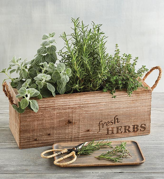 Herb Garden In Wooden Box Harry David