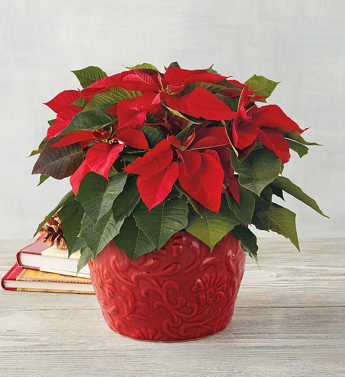 Christmas Flowers & Plant Gifts Delivered  Harry & David