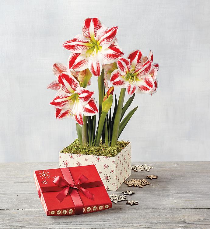 Candy Cane Amaryllis Double Harry & David