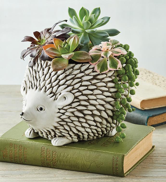 Succulents in Hedgehog Planter