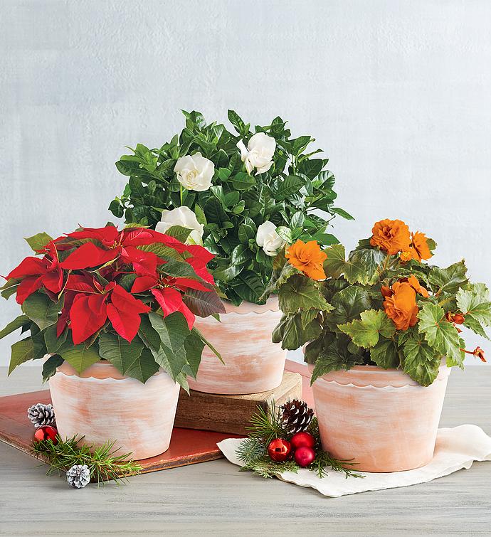 Gift Plant of the Month Club