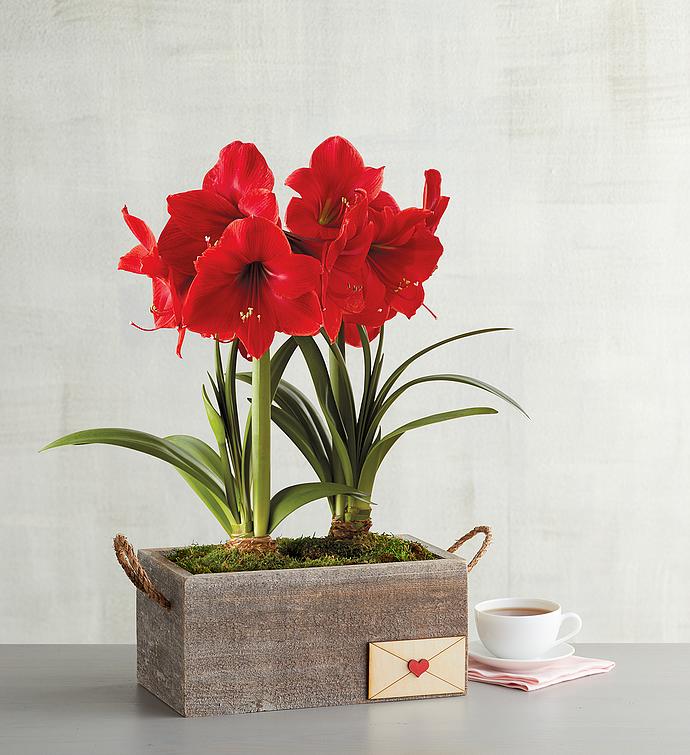 Valentine's Day Flowers & Plant Delivery 2024